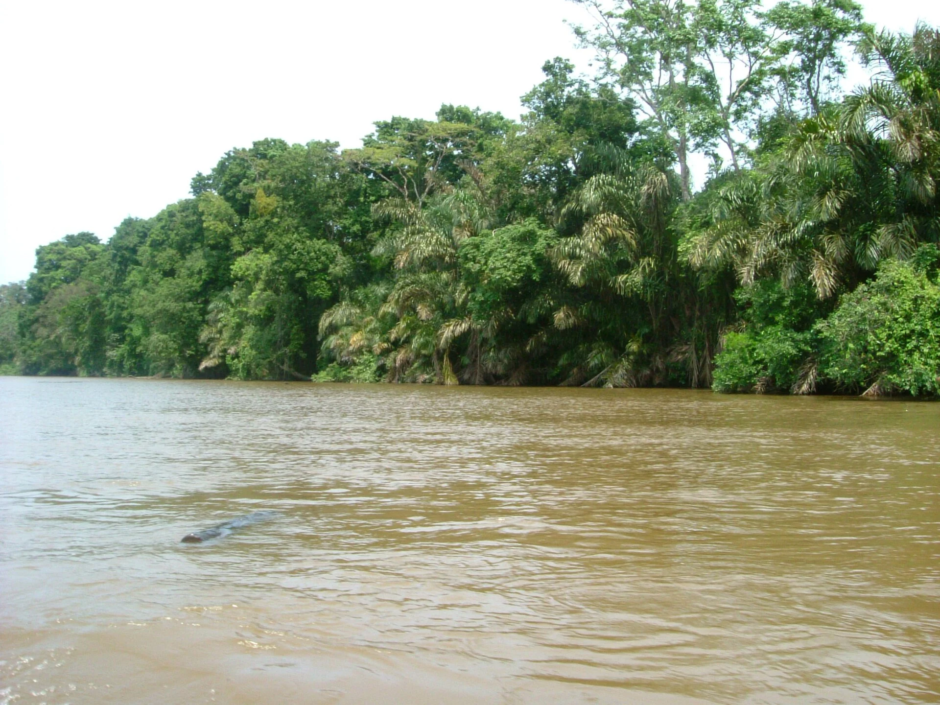 Ein Kanal durch den Küstenregenwald an der Karibikküste Costa Ricas