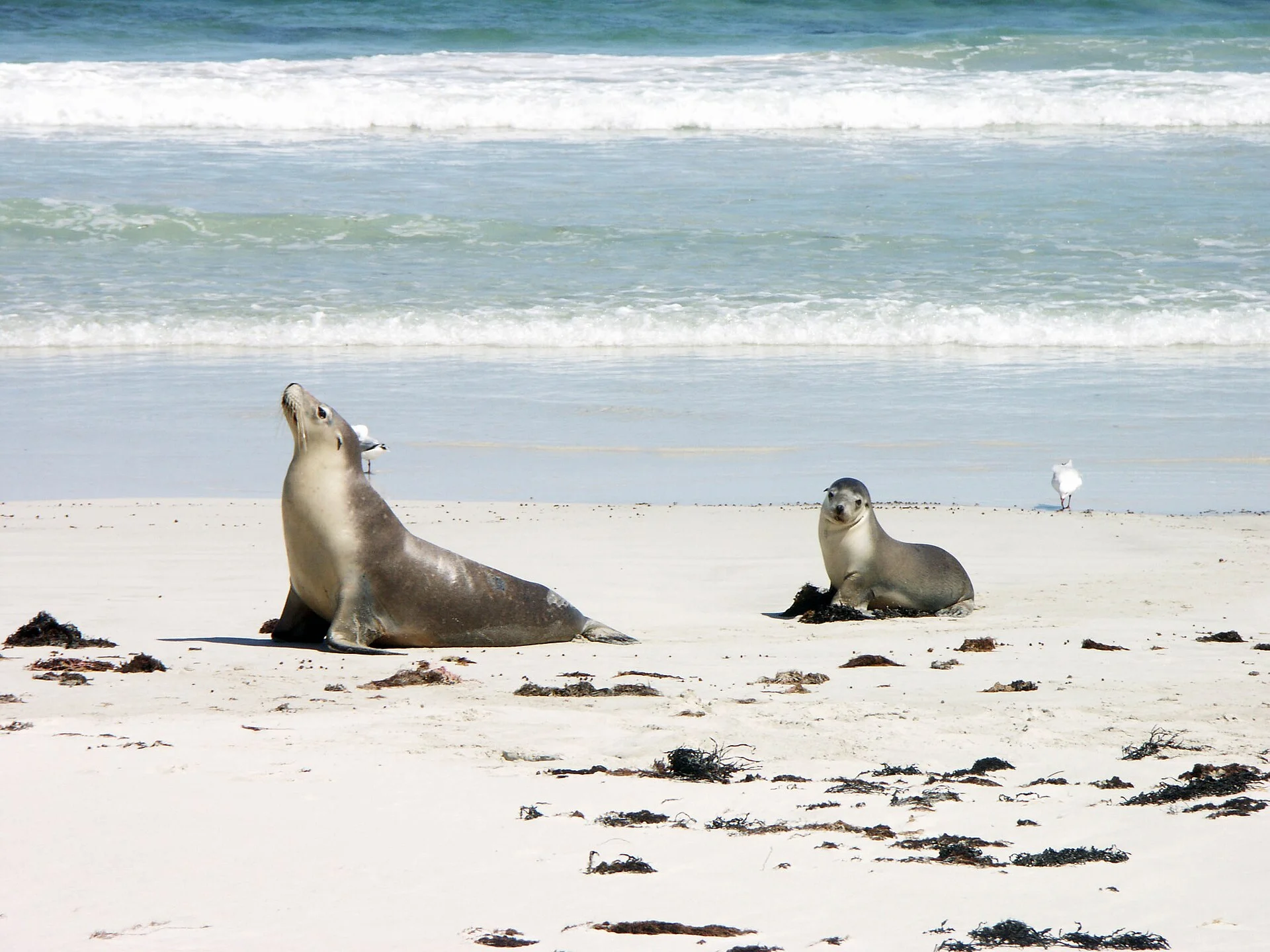 Ein Australischer Seelöwe mit Jungtier am Strand der Seal Bay