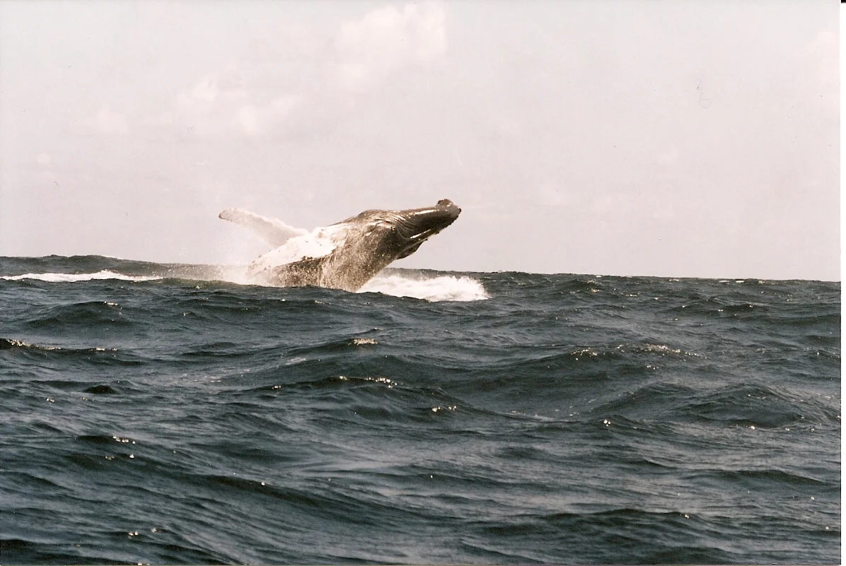 Ein springender Buckelwal in der Bahía de Samaná
