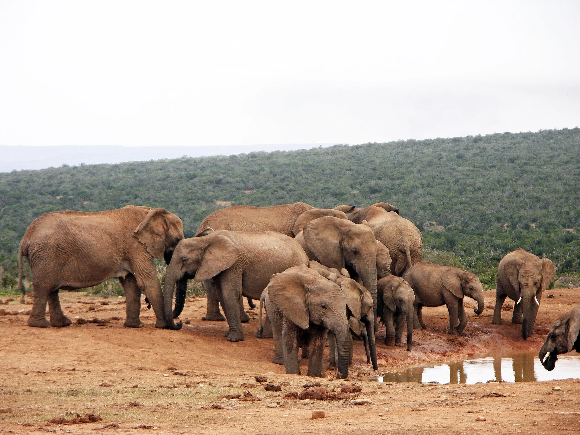 Eine Elefantenherde am Wasserloch im Addo-Elephant-Nationalpark