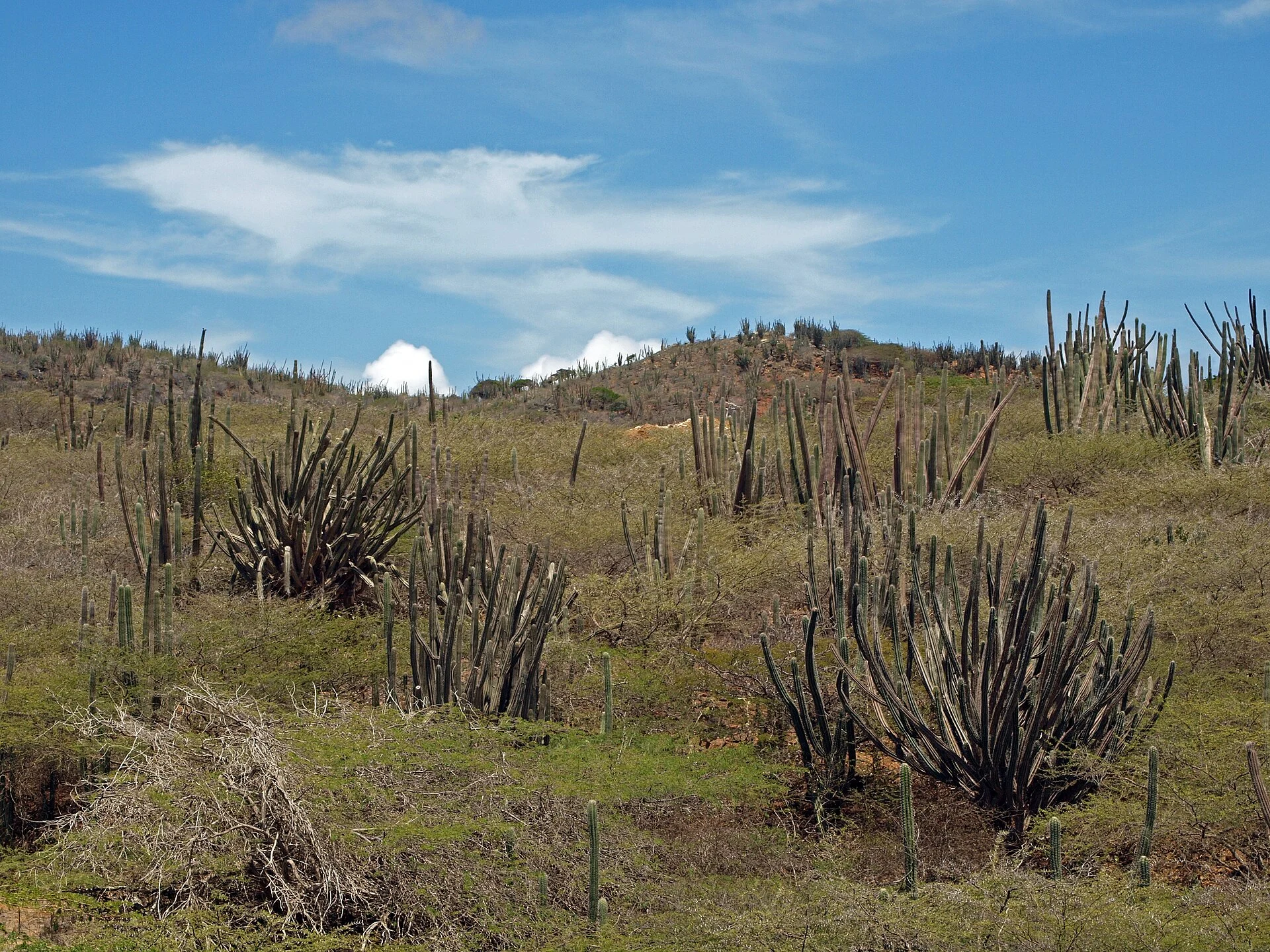 Kakteenlandschaft im Arikok-Nationalpark auf Aruba
