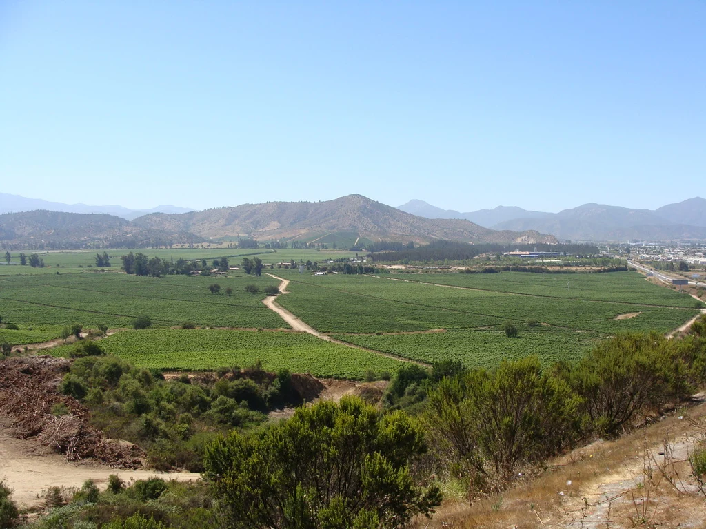 Weinberge im Valle de Casablanca in Chile