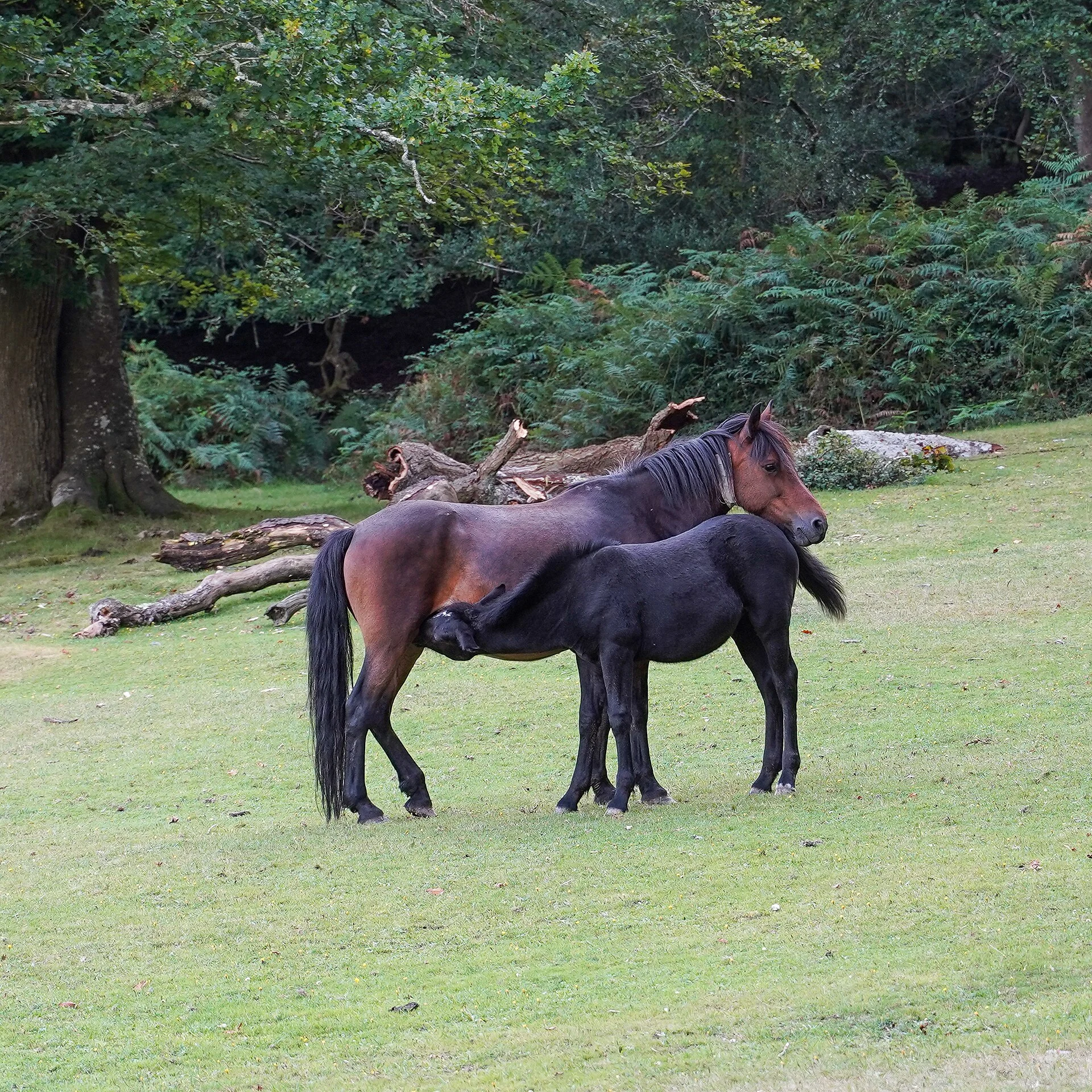 New-Forest-Ponys auf einer Lichtung im Nationalpark bei Southampton