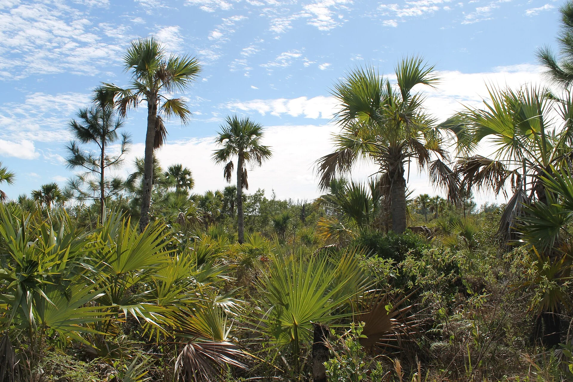 Palmen und Küstenwald im Lucayan National Park auf Grand Bahama