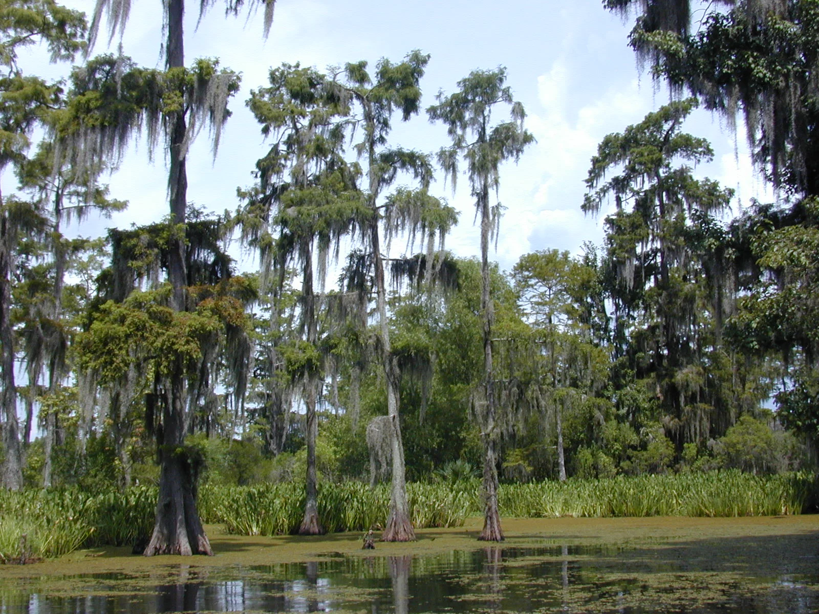 Sumpfzypressen mit Spanischem Moos in einem Bayou Louisianas