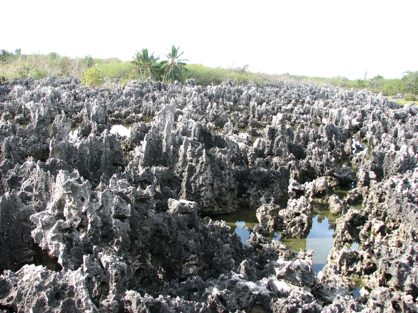 Die schwarzen Kalksteinformationen von Hell in West Bay auf Grand Cayman