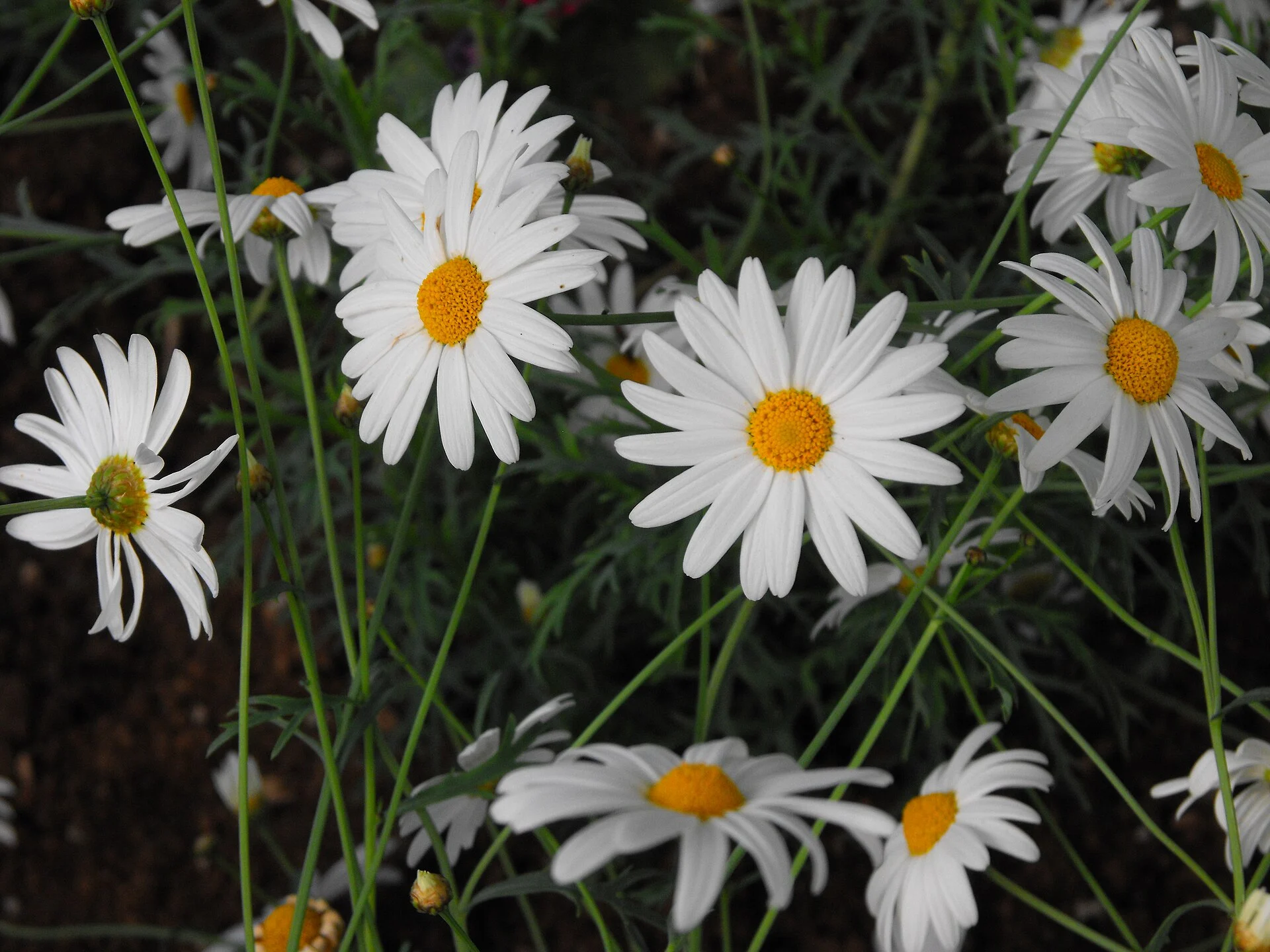 Blühende Margeriten im Botanischen Garten von Akureyri