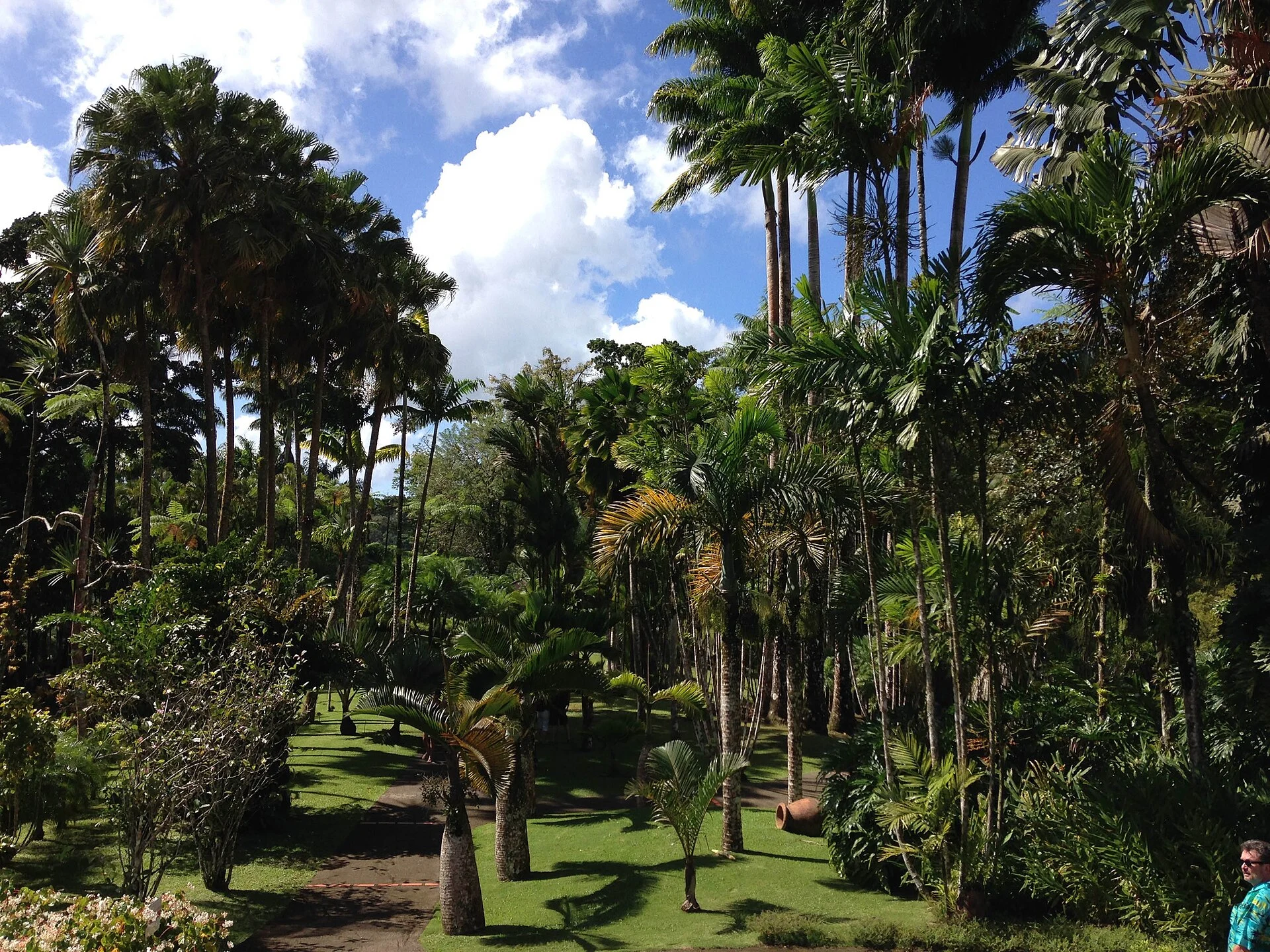Der Jardin de Balata auf Martinique mit Palmen und Baumfarnen
