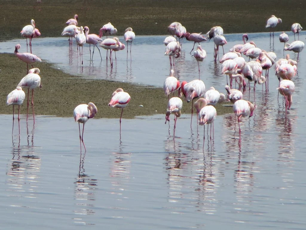 Flamingos in der Lagune von Walvis Bay
