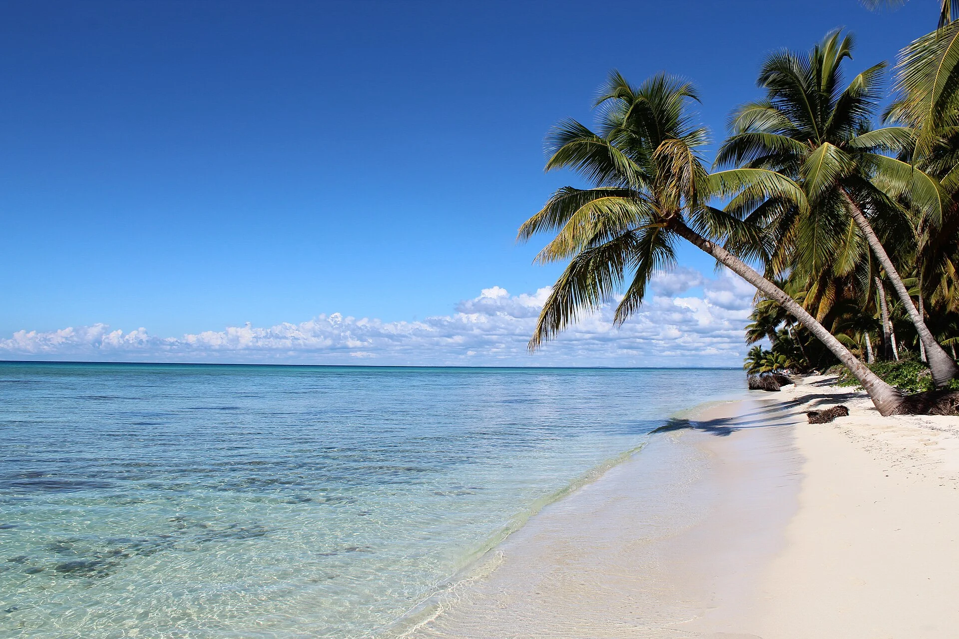 Palmen und weißer Sand am Strand der Isla Saona