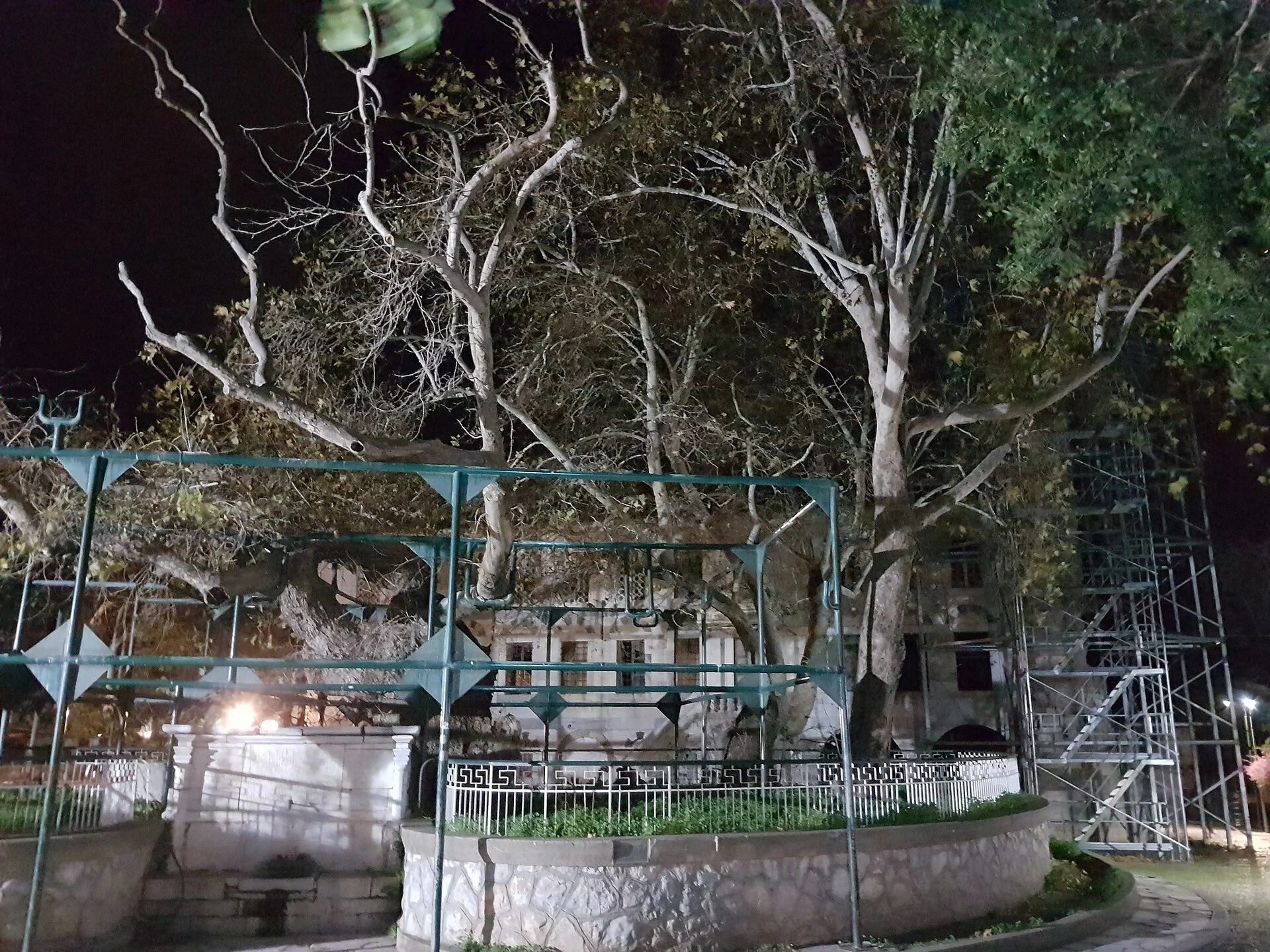 Die Platane des Hippokrates in Kos-Stadt, deren Äste auf Stützen ruhen