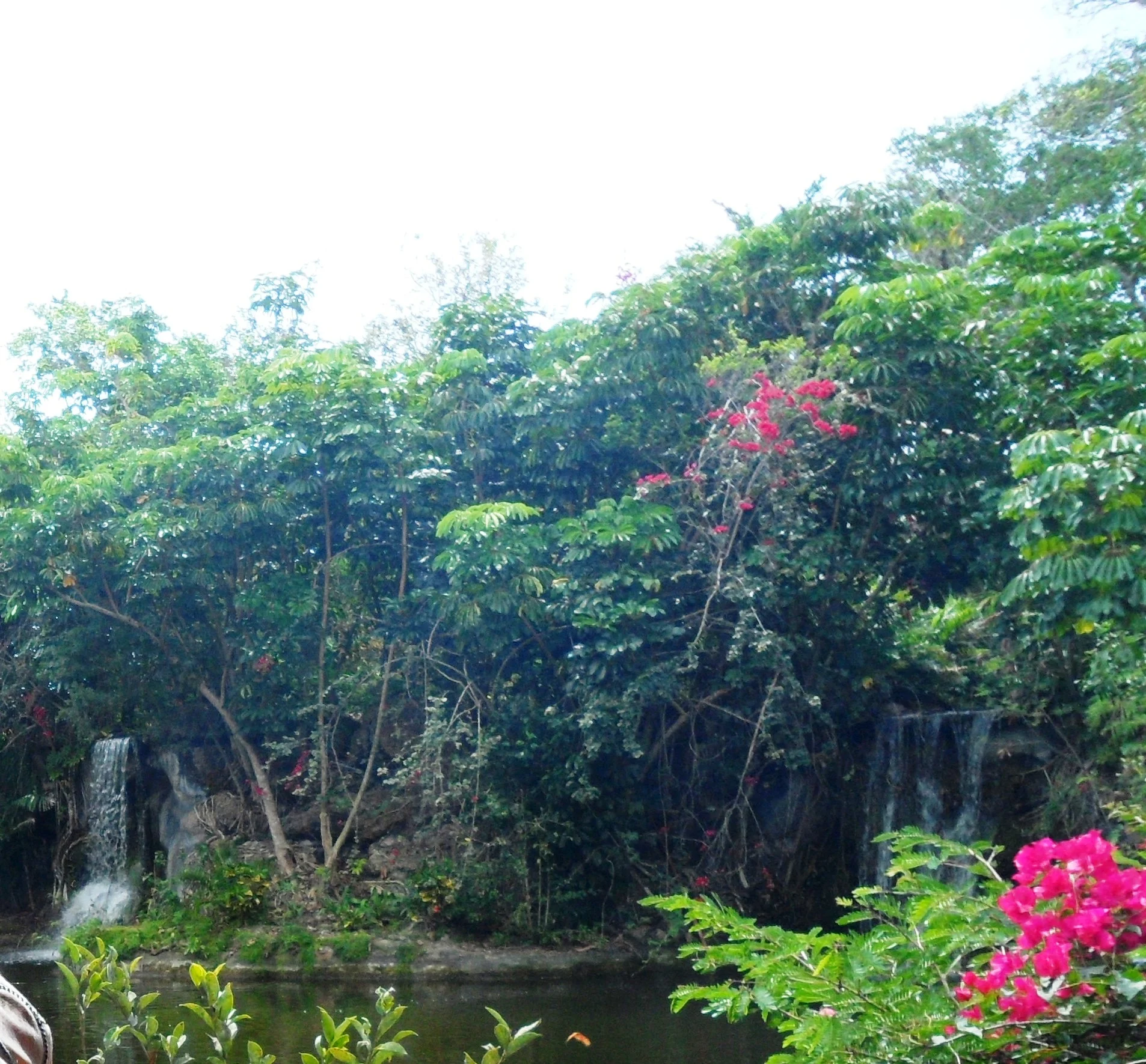 Wasserfall zwischen Bougainvillea im Garden of the Groves auf Grand Bahama