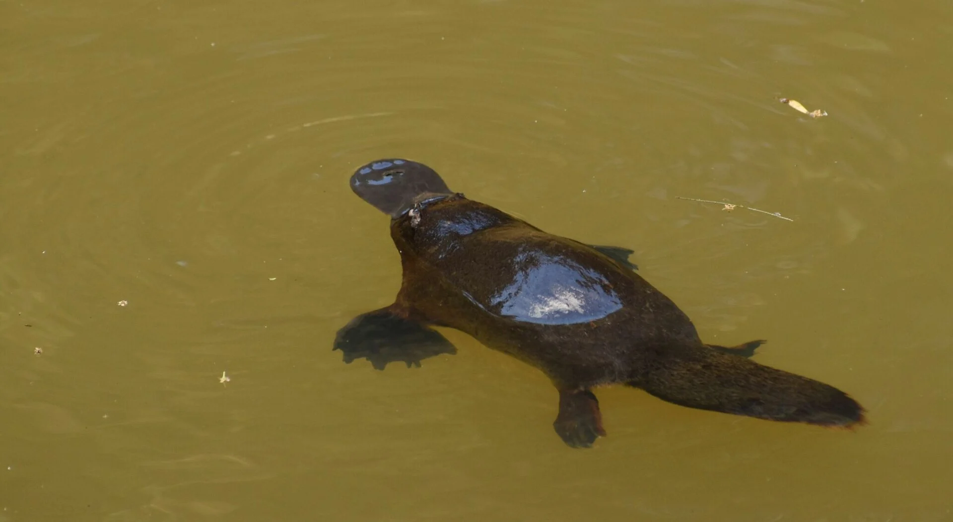Ein Schnabeltier im Wasser