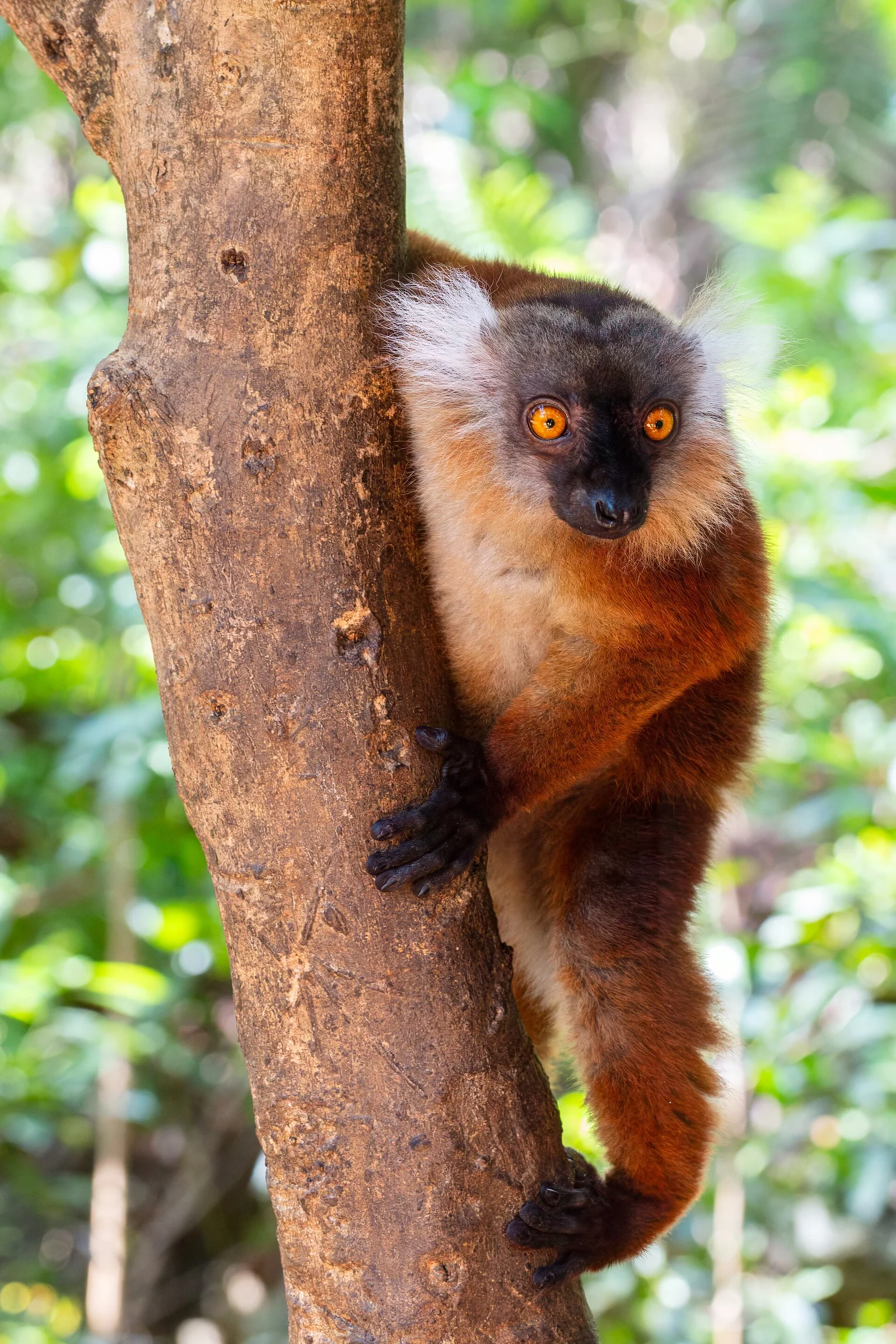 Ein Schwarzer Maki auf Nosy Komba — die Weibchen sind rotbraun