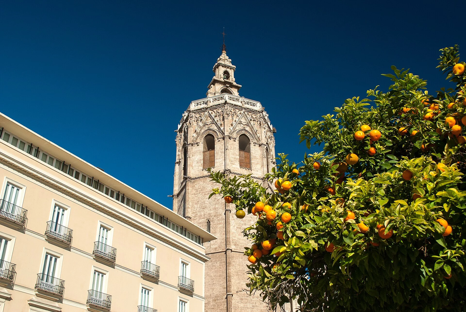 Der Glockenturm El Miguelete der Kathedrale von Valencia hinter einem Orangenbaum