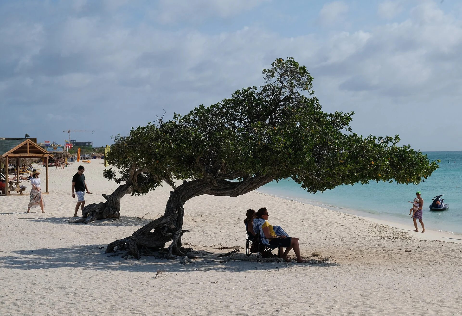 Ein vom Passat gebogener Fofoti-Baum am Eagle Beach auf Aruba