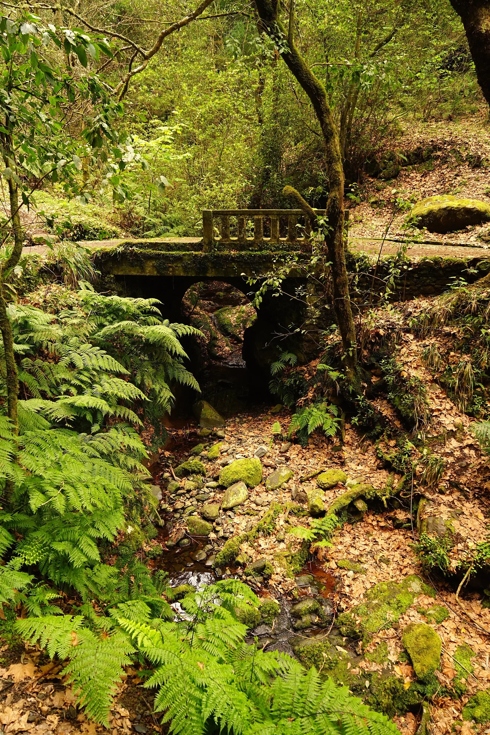 Die Levada dos Balcões im Lorbeerwald von Madeira