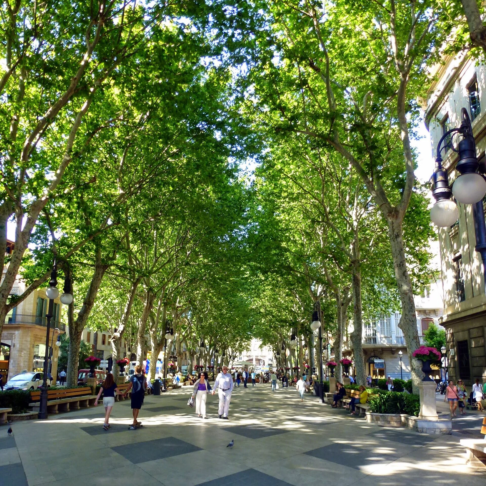 Von Platanen überdachte Flaniermeile Passeig del Born in Palma de Mallorca mit Bänken und Spaziergängern.