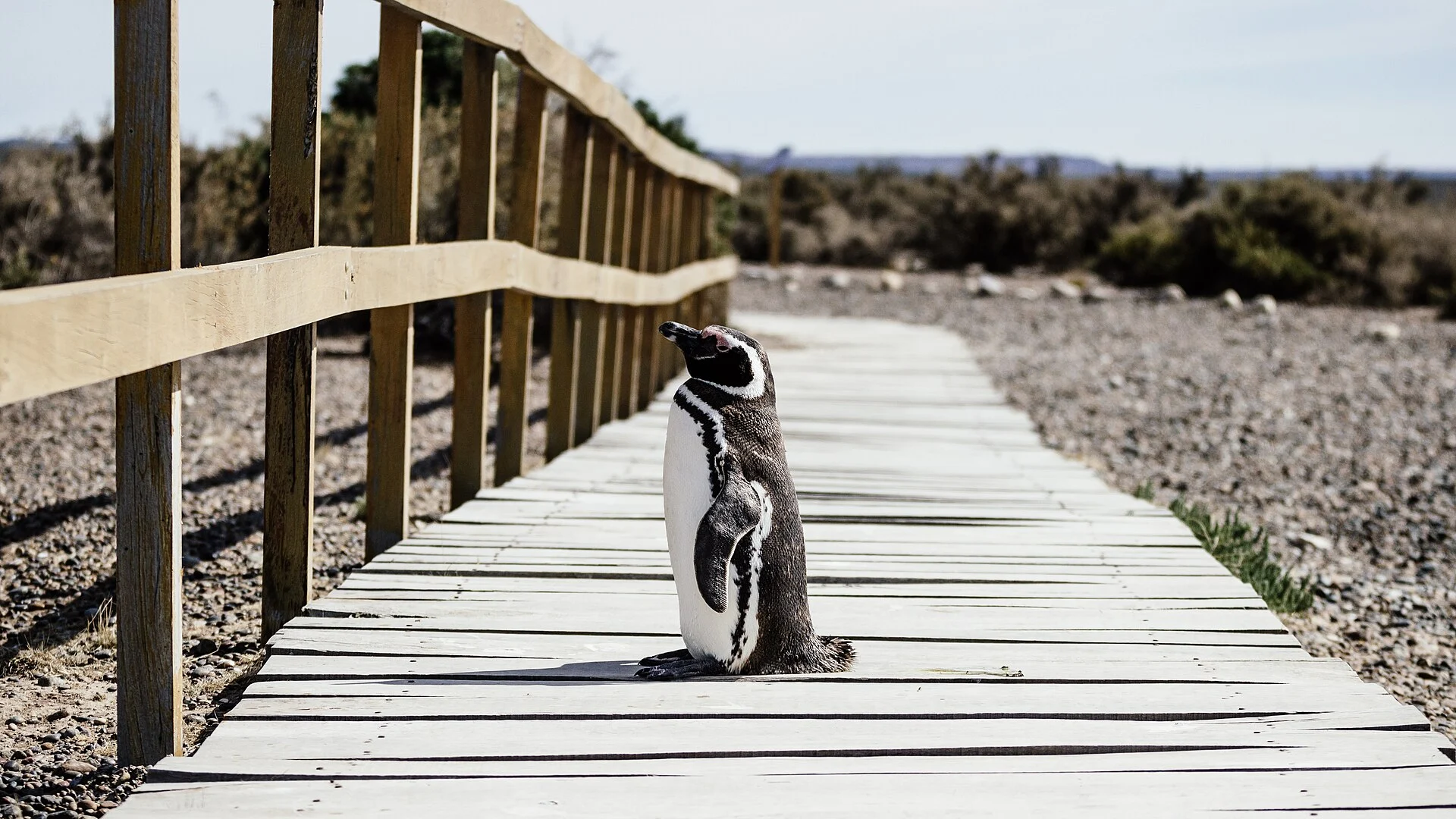 Ein Magellan-Pinguin auf einem Steg der Península Valdés