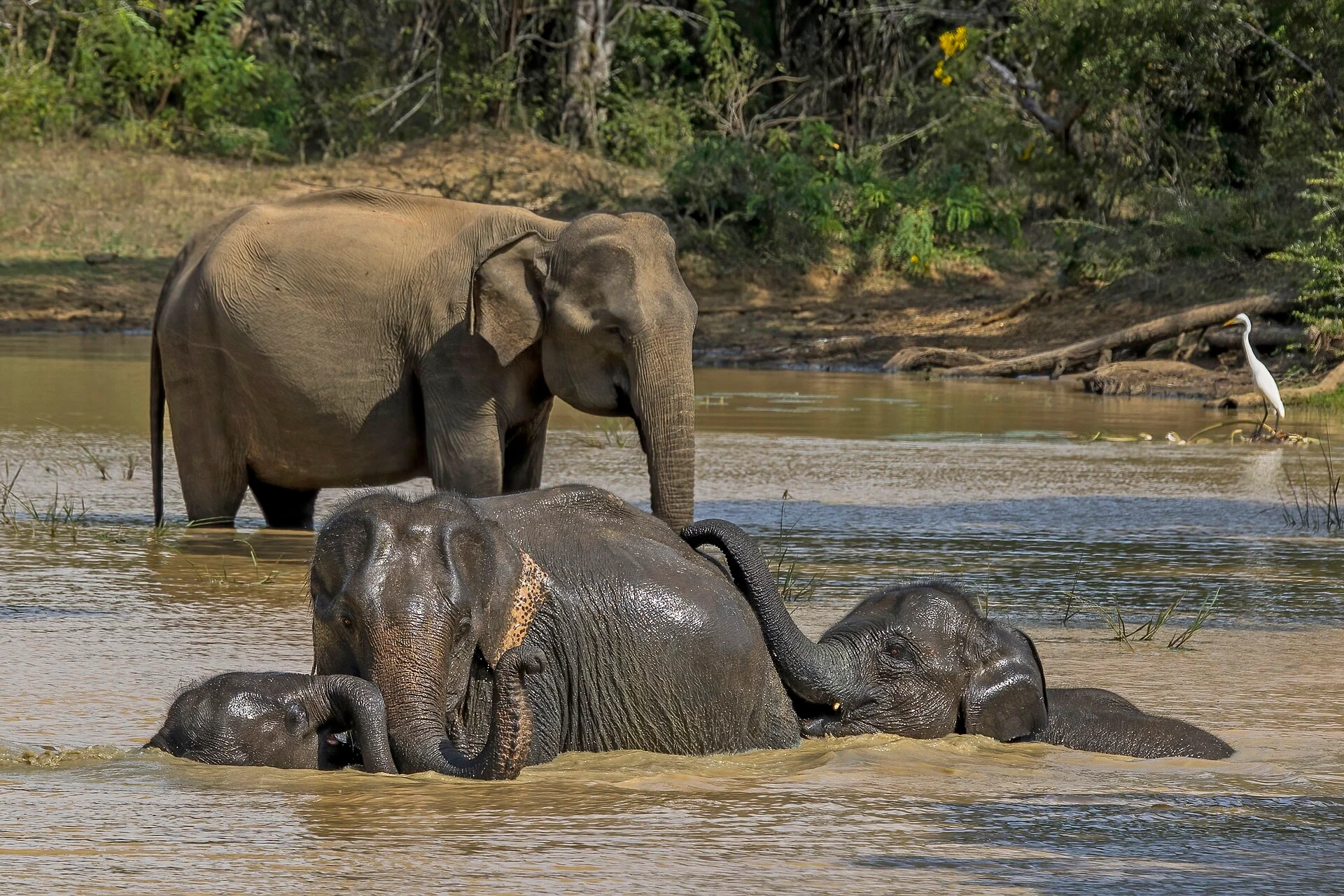 Elefanten im Wasser im Yala-Nationalpark