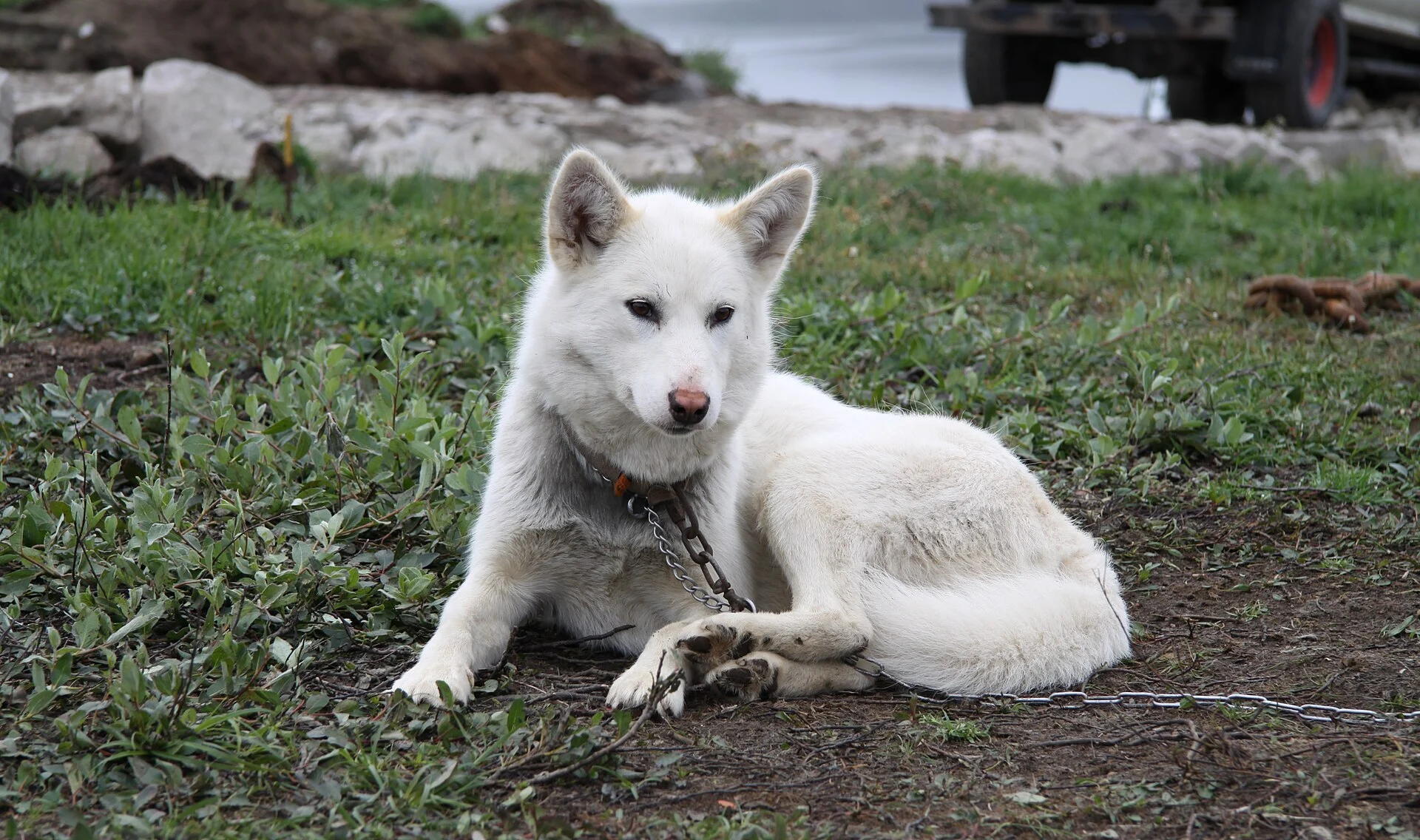 Ein grönländischer Schlittenhund am Stadtrand von Sisimiut