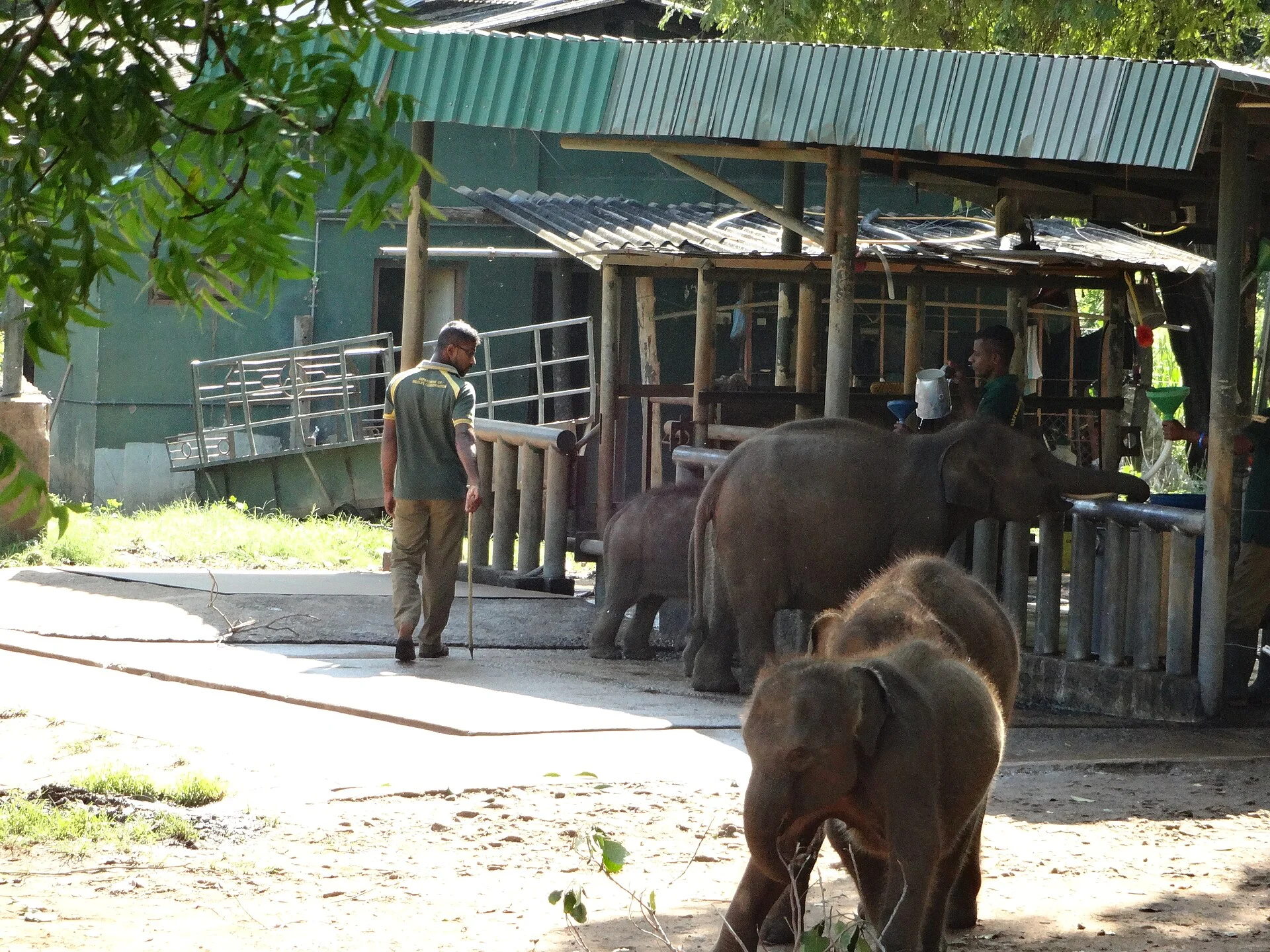 Elefanten im Udawalawe-Nationalpark