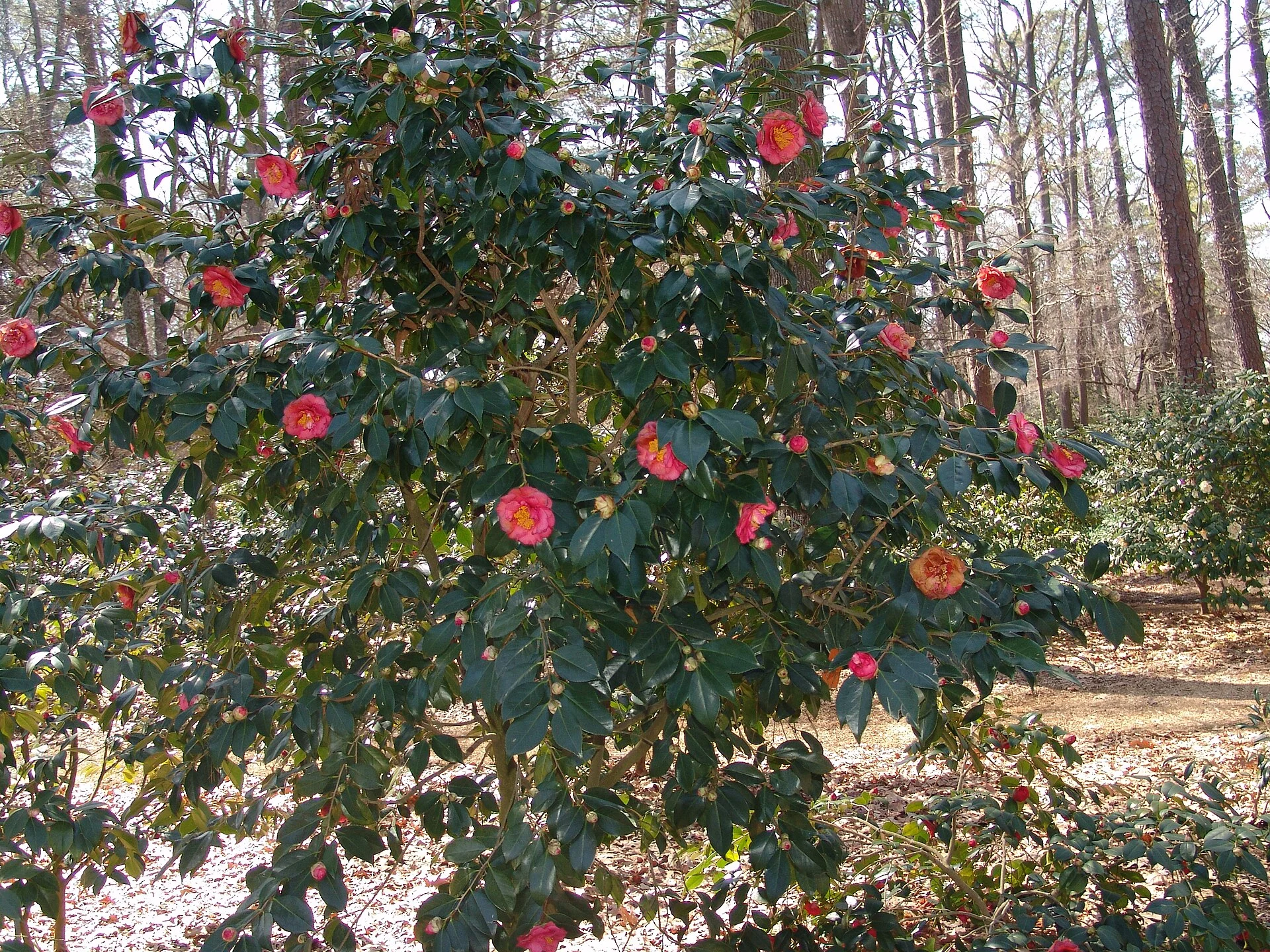Blühende Kamelien im Norfolk Botanical Garden