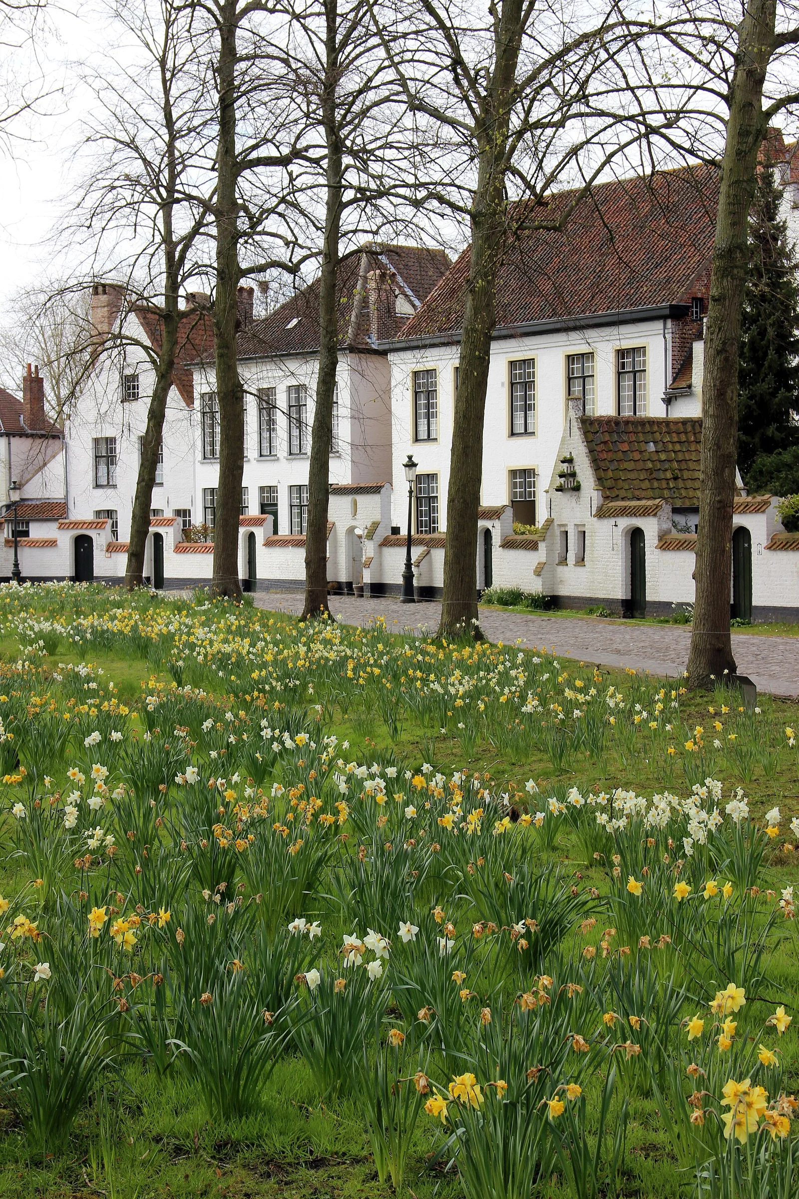 Weiß getünchte Beginenhäuser mit Ziegeldächern hinter einer blühenden Narzissenwiese im Begijnhof von Brügge.