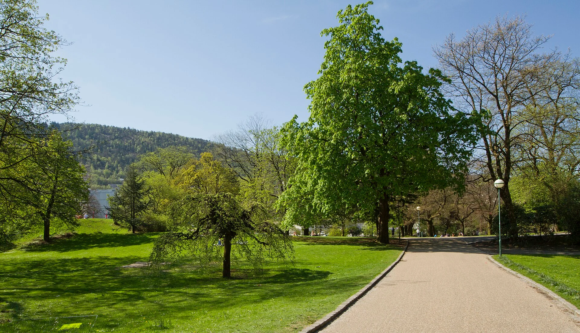 Breiter Kiesweg und Rasenflächen mit frisch belaubten Bäumen im Nygårdsparken in Bergen, im Hintergrund bewaldete Hügel.