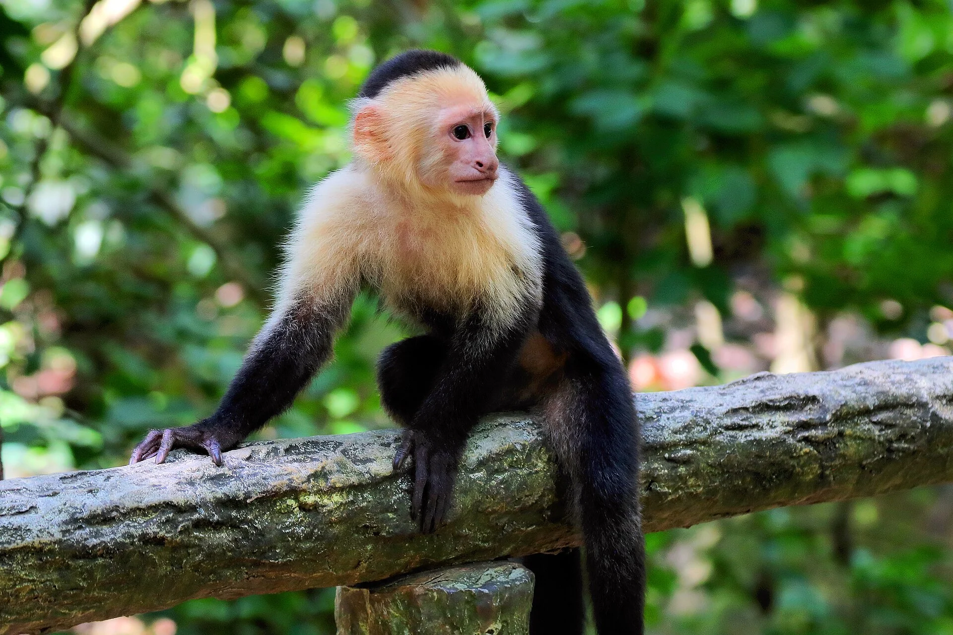 Ein Weißschulter-Kapuzineraffe im Gumbalimba Park auf Roatán