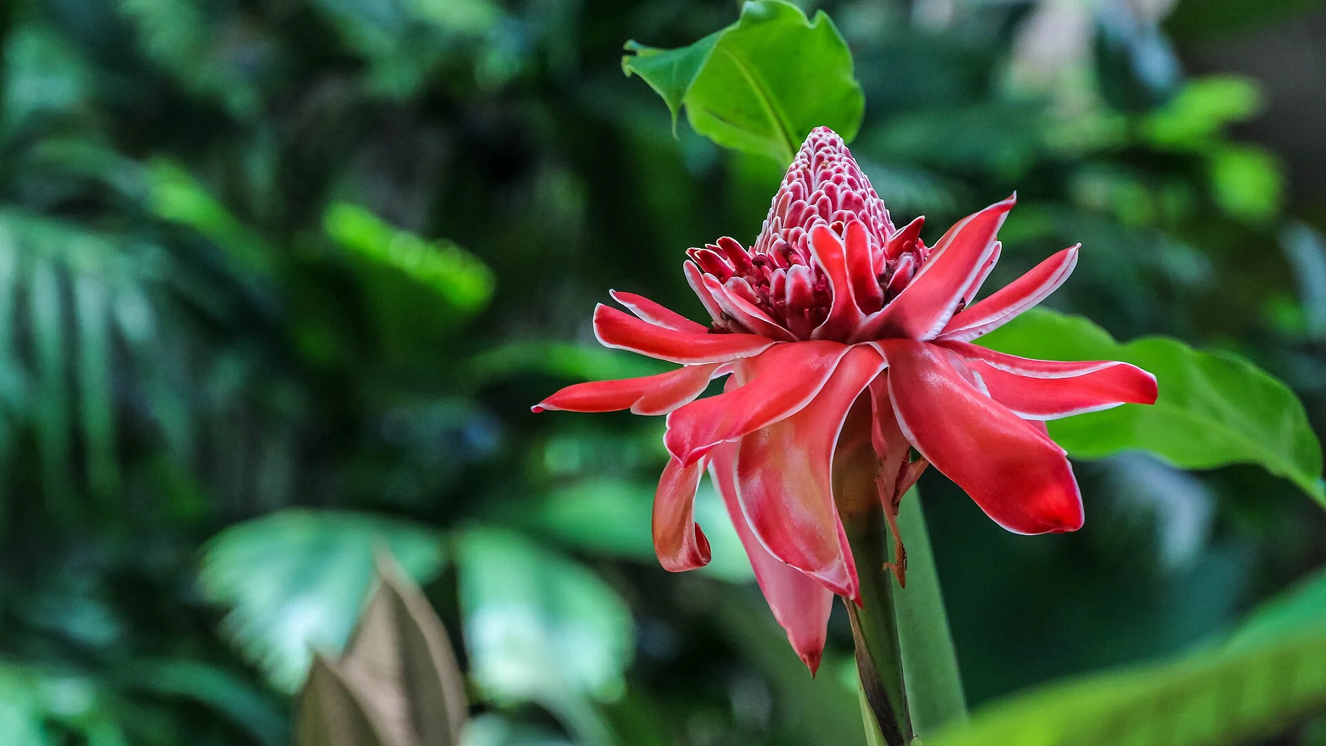 Eine Fackelingwer-Blüte im Regenwald von Veragua, Provinz Limón