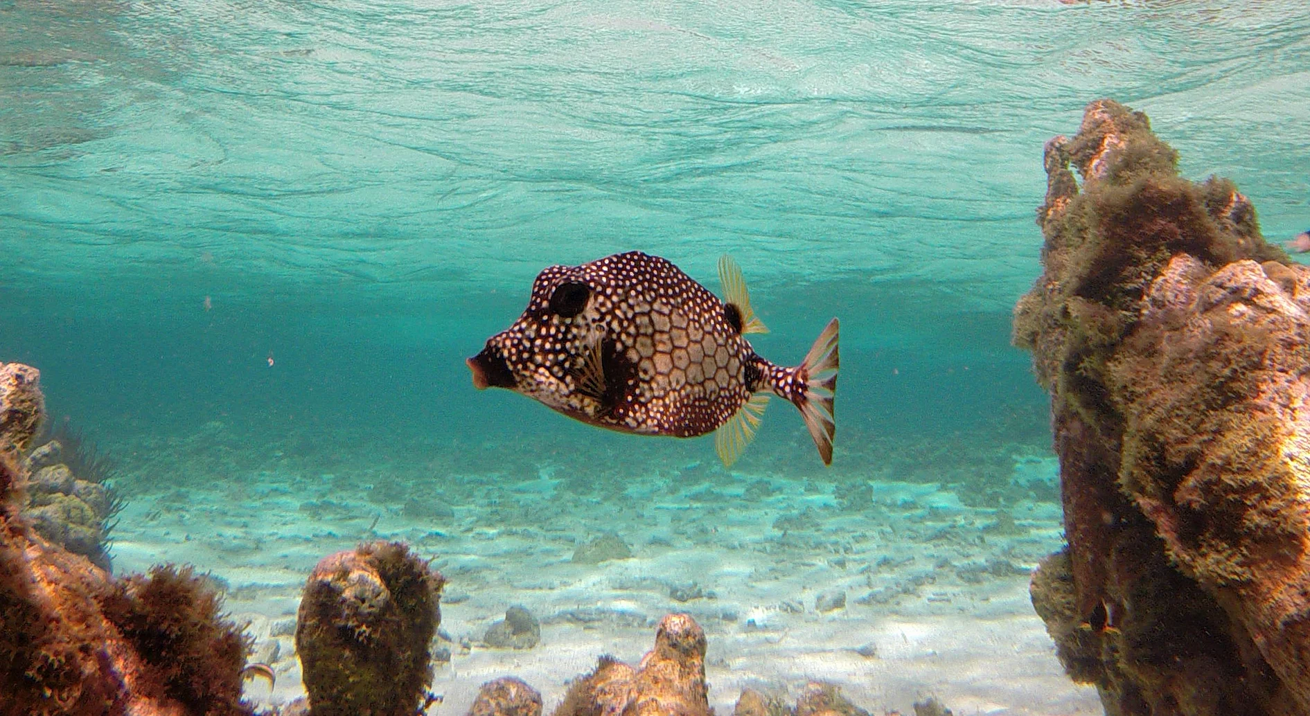 Ein Kofferfisch im flachen Wasser der Lac Bay auf Bonaire