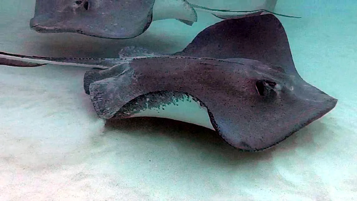 Südliche Stachelrochen auf der Sandbank von Stingray City vor Grand Cayman