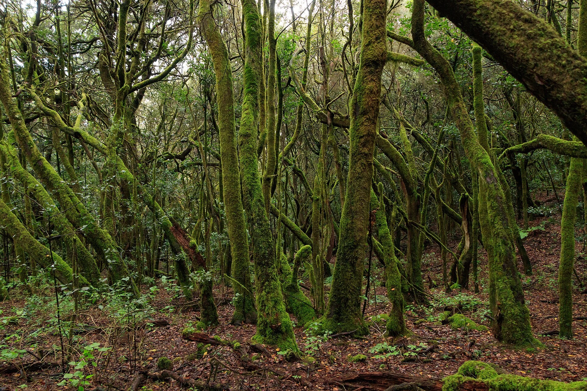 Moosbewachsene Stämme im Lorbeerwald des Garajonay