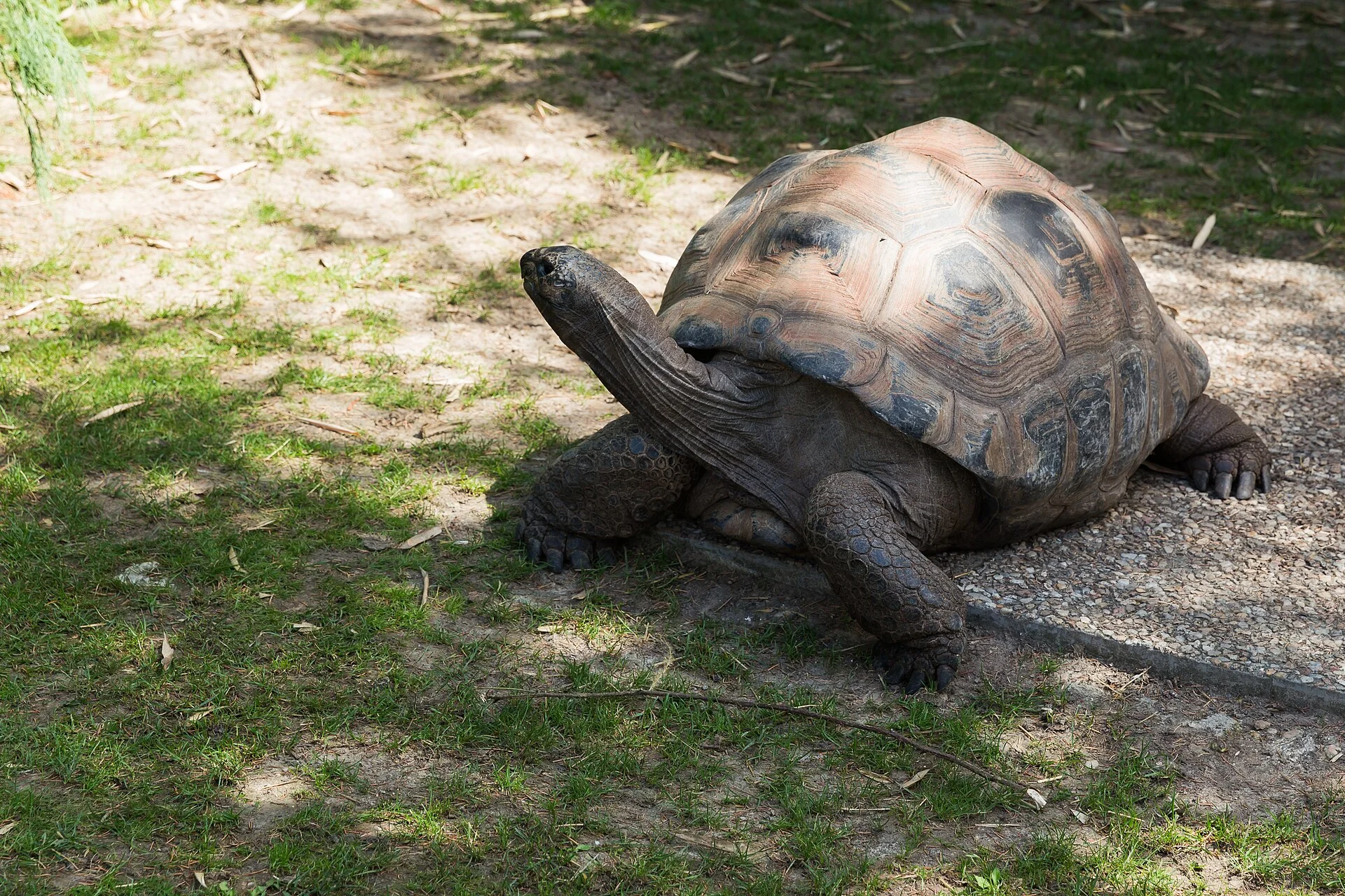 Eine Aldabra-Riesenschildkröte im Gehege von L’Union Estate