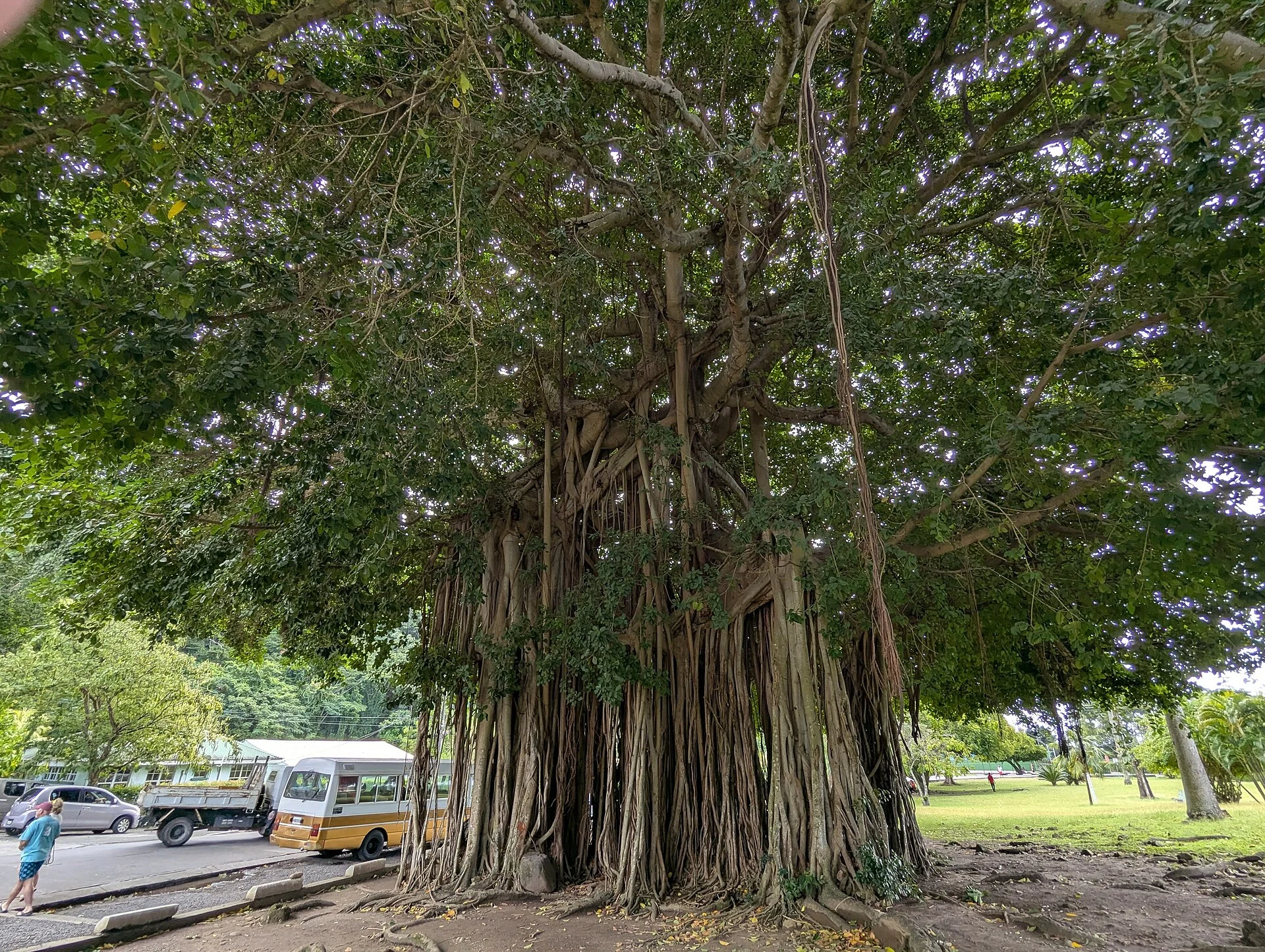 Ein mächtiger Baum im Botanischen Garten von Roseau auf Dominica