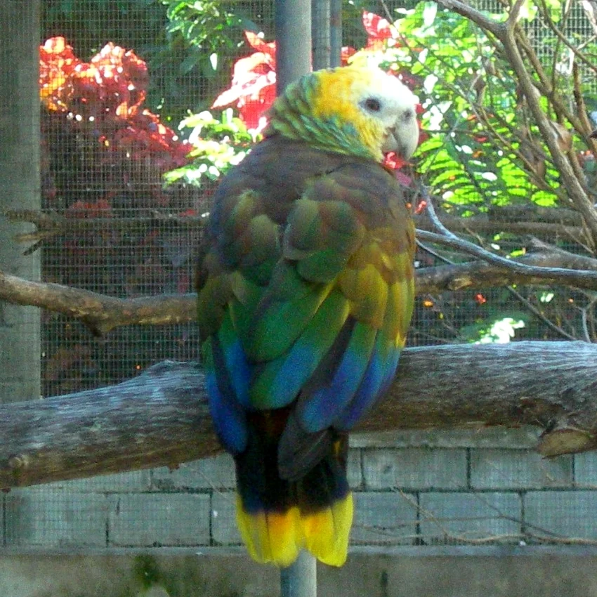 Ein St.-Vincent-Amazonenpapagei in der Aufzuchtstation des Botanischen Gartens von Kingstown